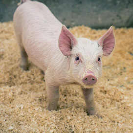 Pig at County Fair